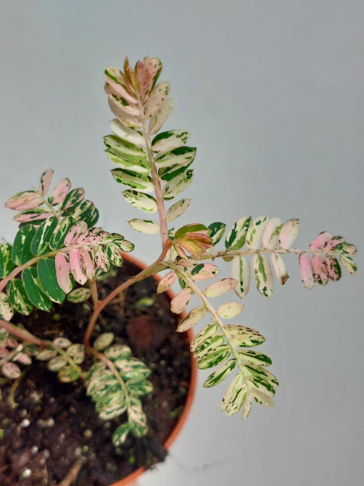 Phyllantus Urinaria Pink Variegata
