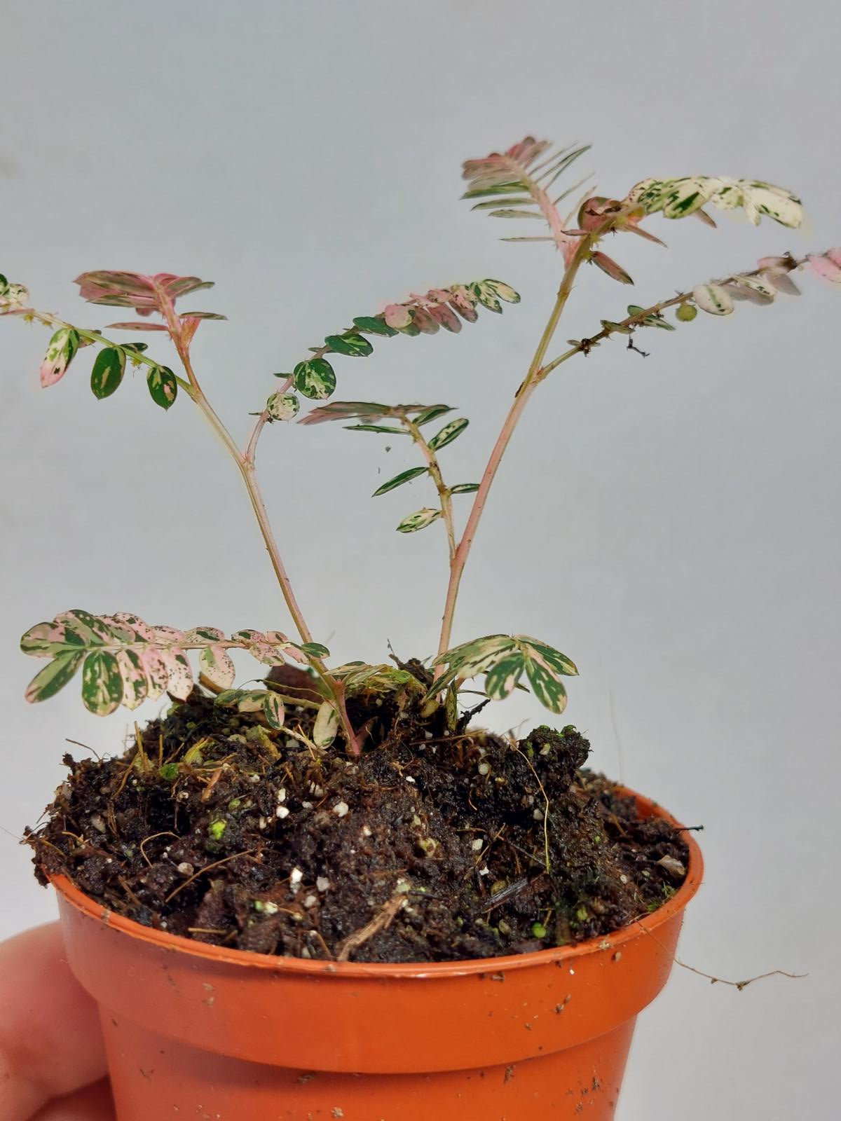Phyllantus Urinaria Pink Variegata