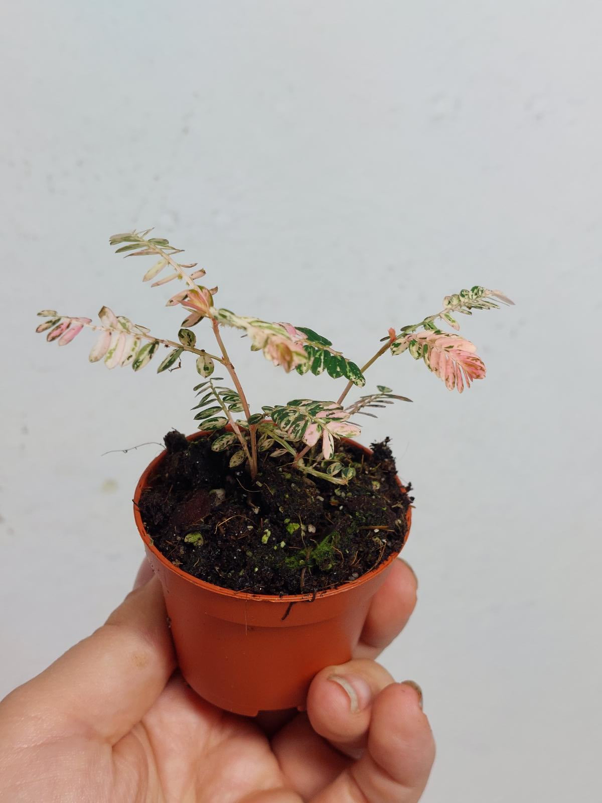 Phyllantus Urinaria Pink Variegata