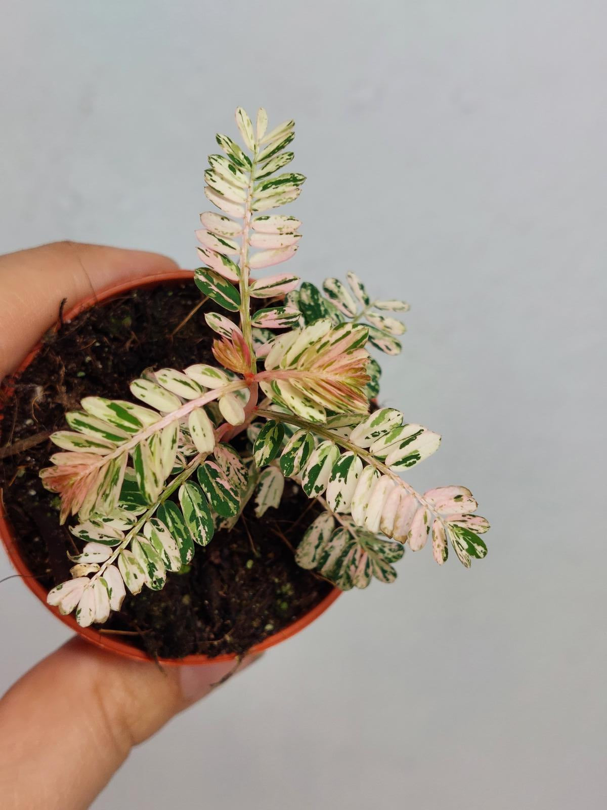 Phyllantus Urinaria Pink Variegata
