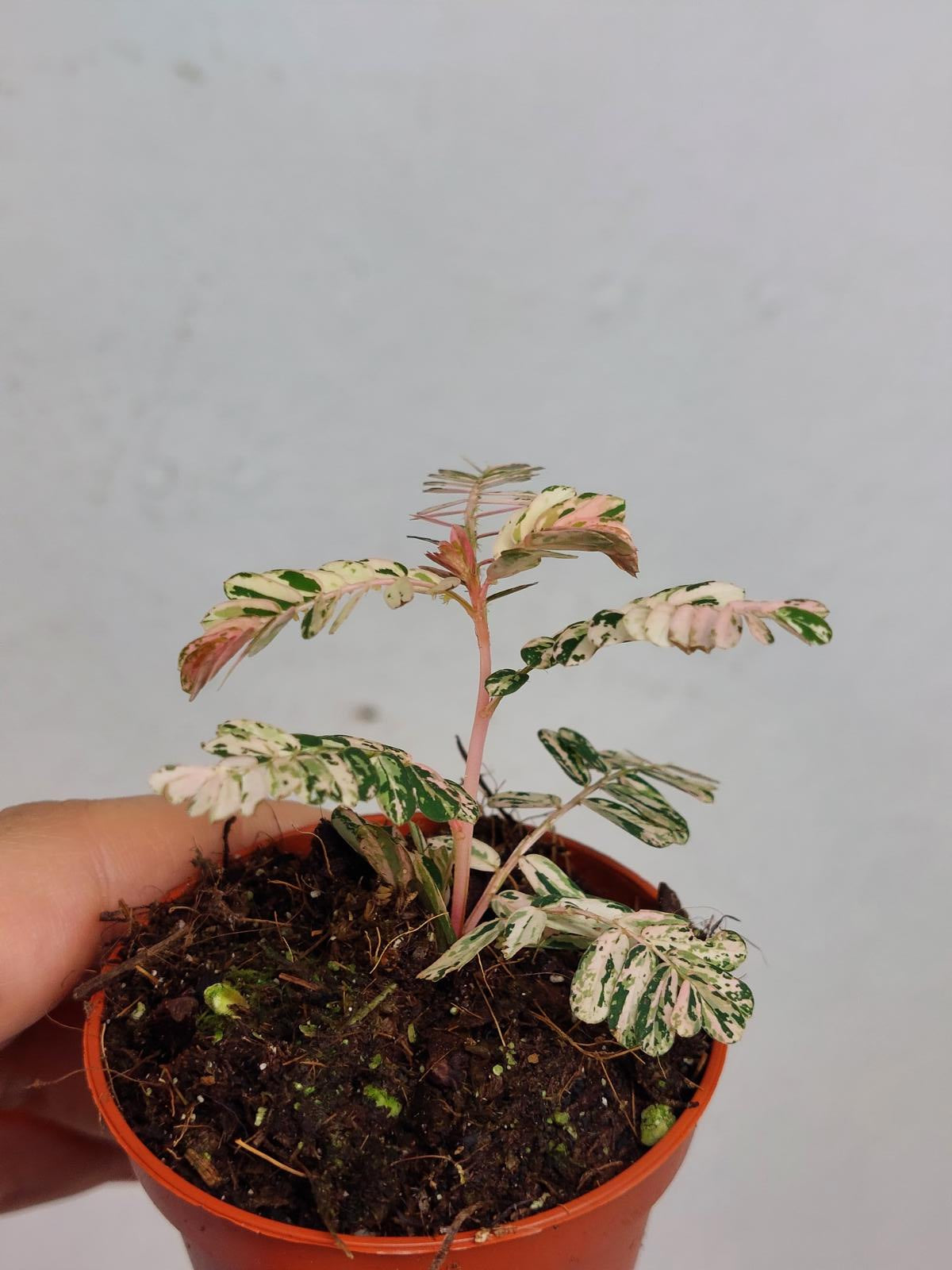 Phyllantus Urinaria Pink Variegata