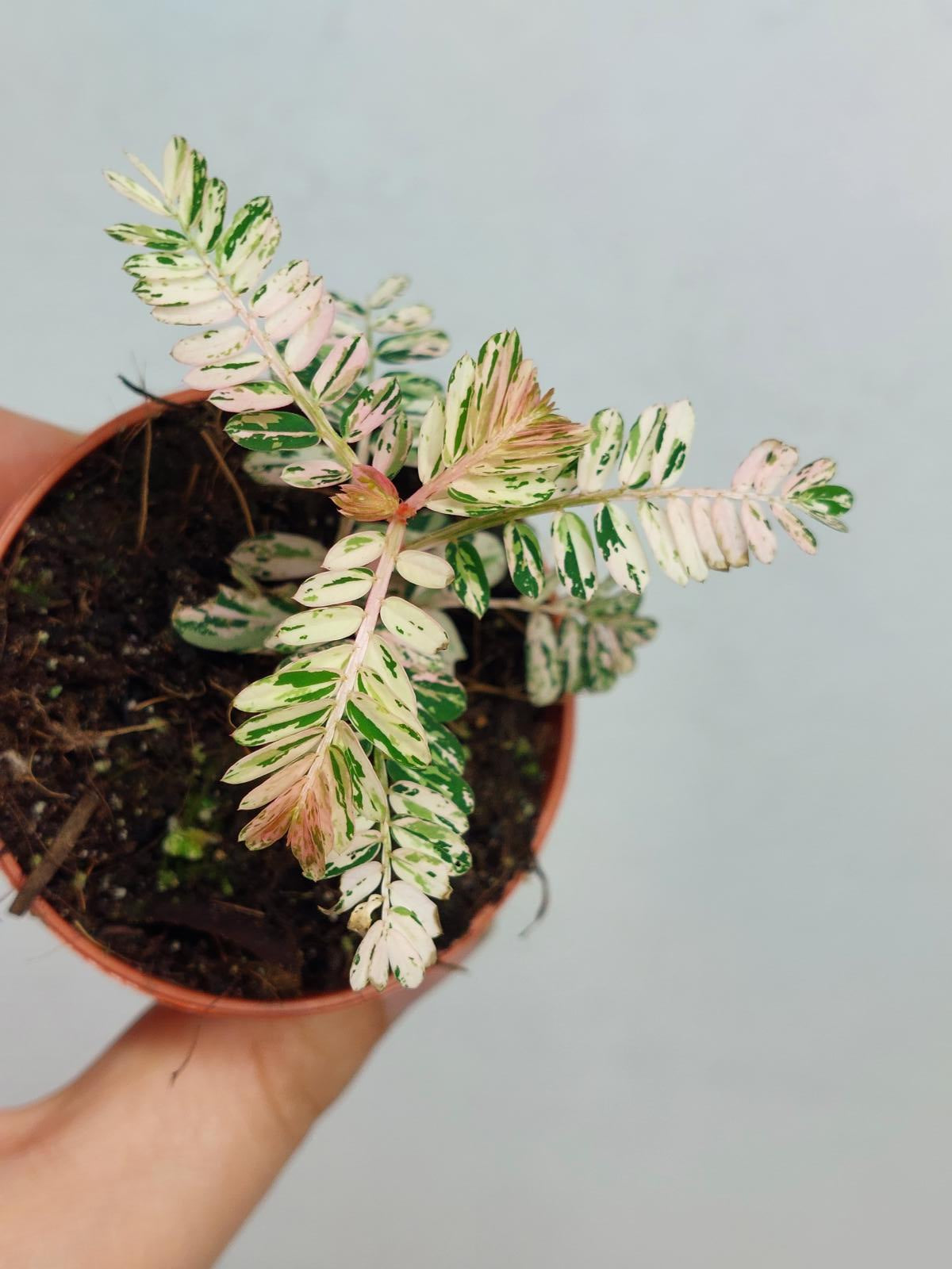 Phyllantus Urinaria Pink Variegata