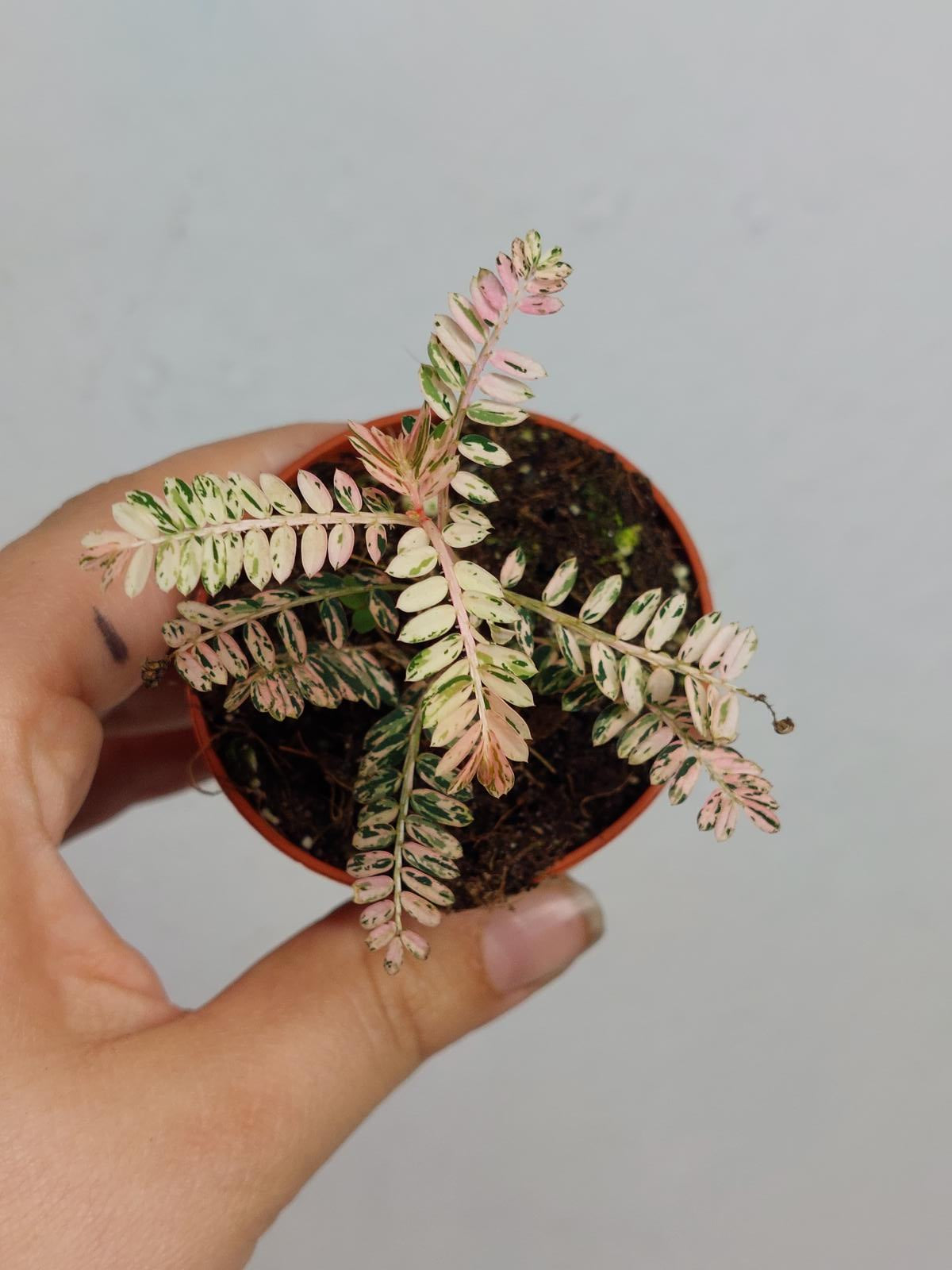 Phyllantus Urinaria Pink Variegata
