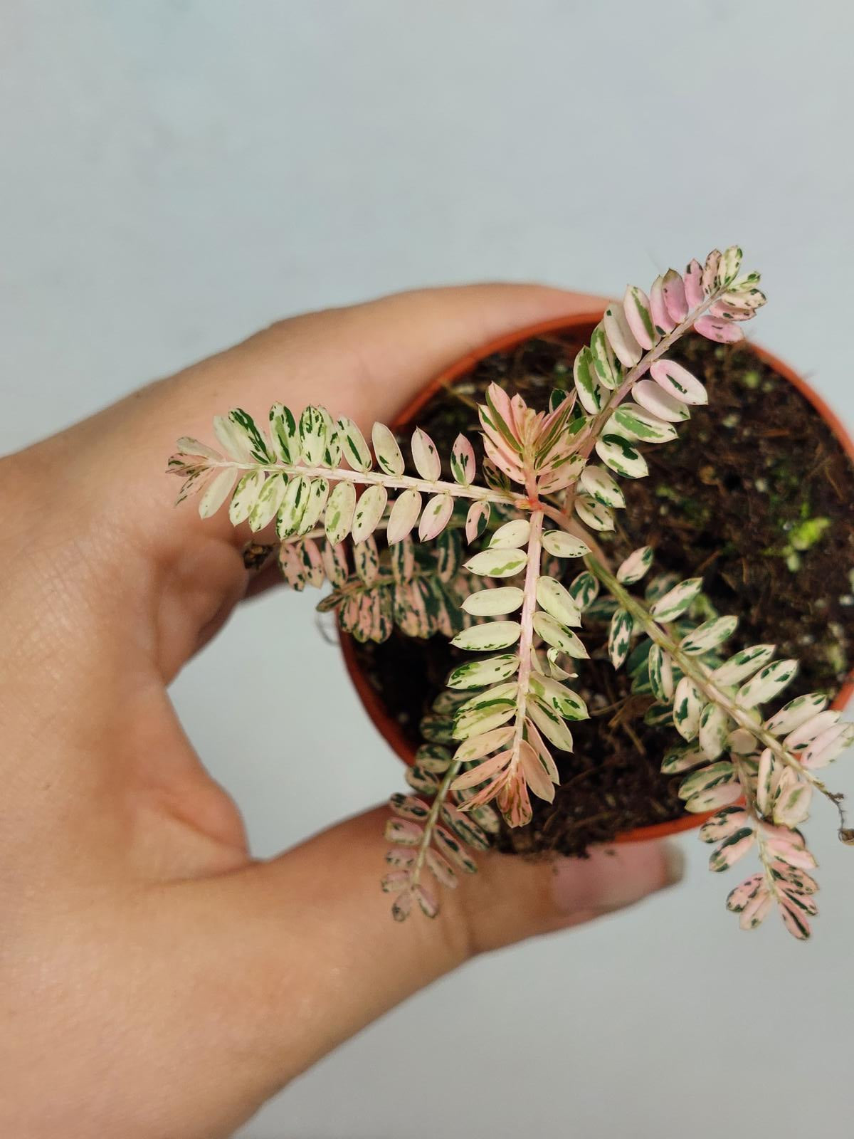 Phyllantus Urinaria Pink Variegata