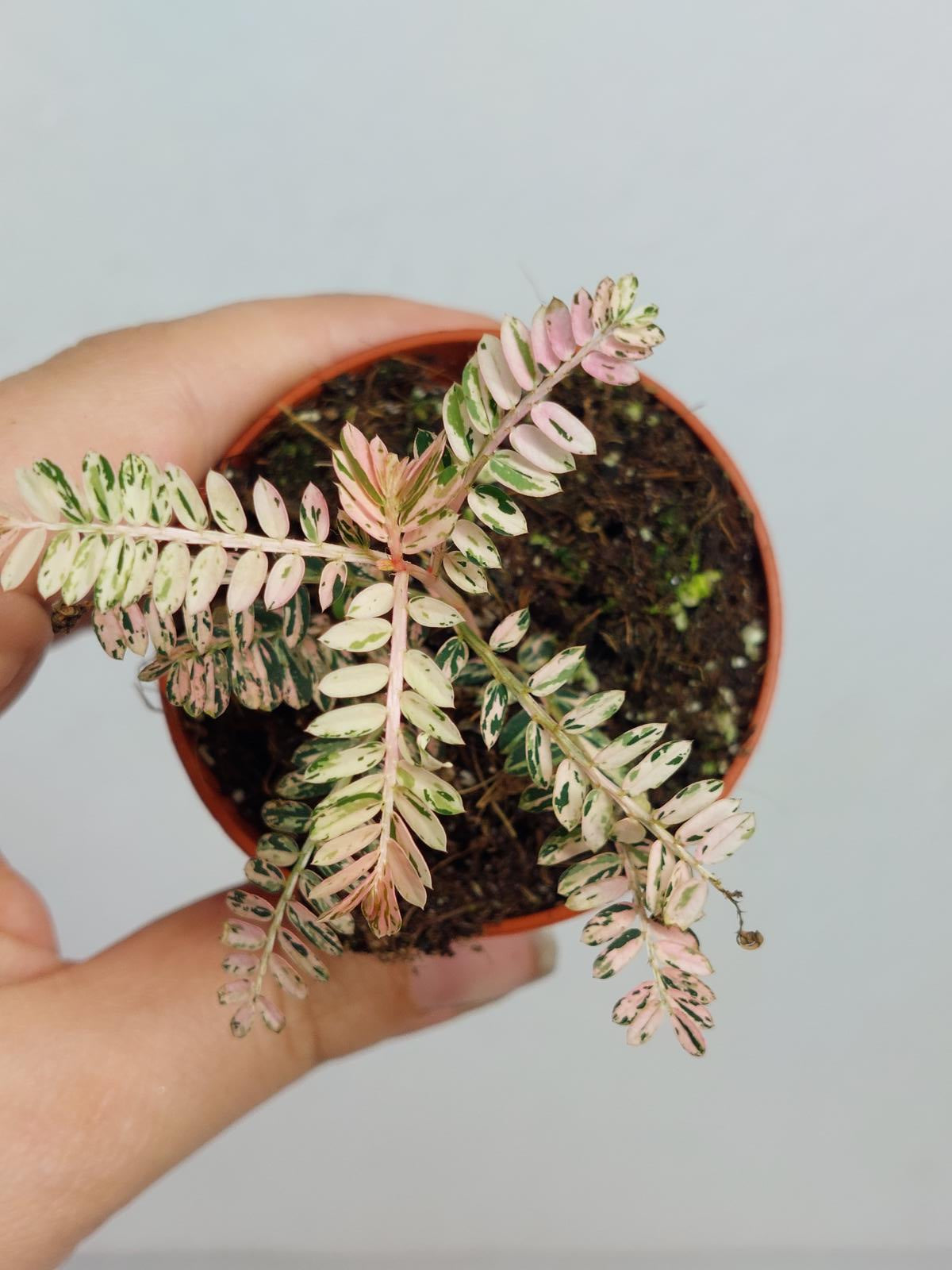Phyllantus Urinaria Pink Variegata