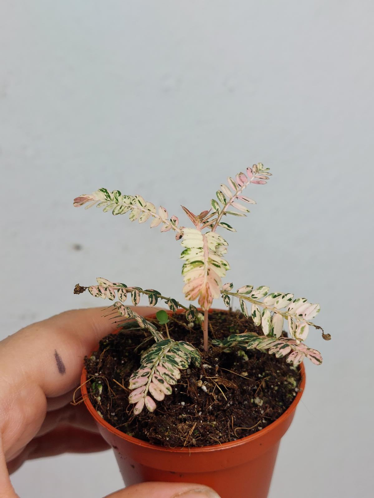 Phyllantus Urinaria Pink Variegata