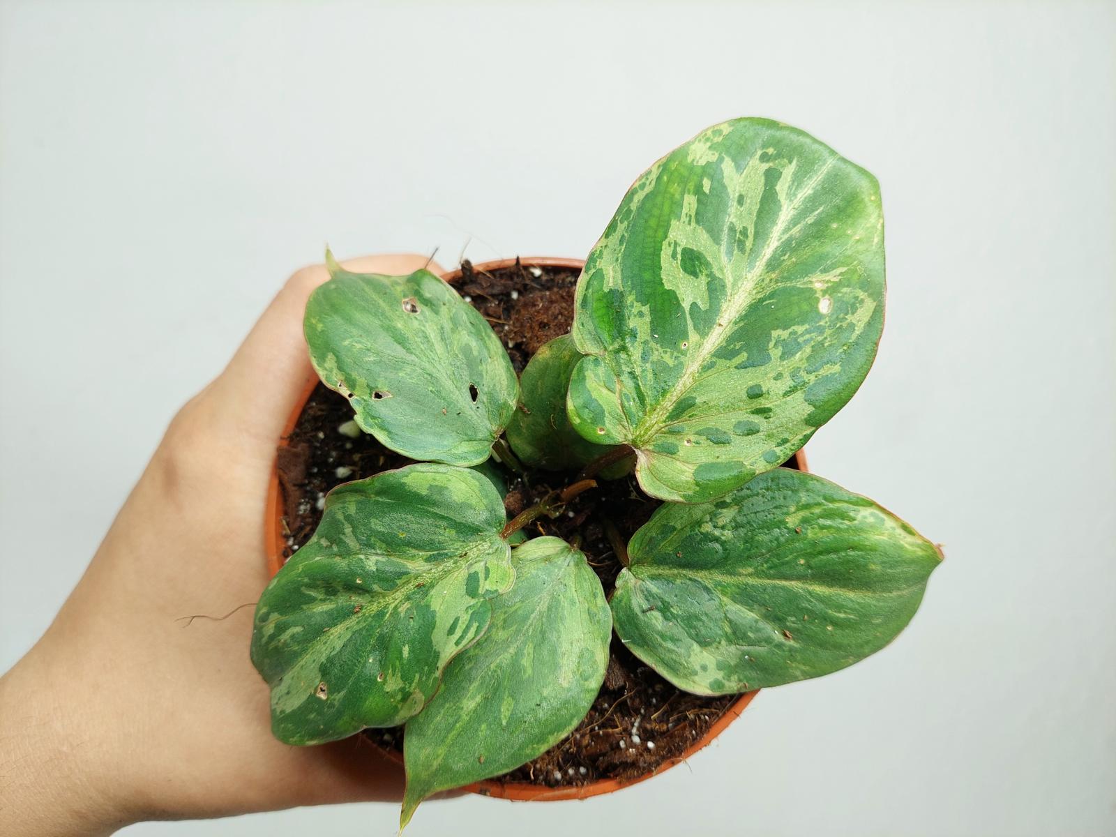 Philodendron Gloriosum Snow Leopard Variegata