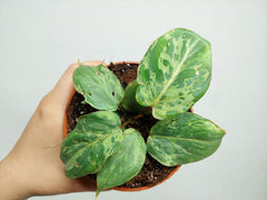 Philodendron Gloriosum Snow Leopard Variegata
