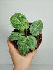 Philodendron Gloriosum Snow Leopard Variegata