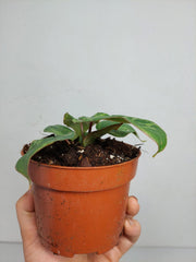 Philodendron Gloriosum Snow Leopard Variegata