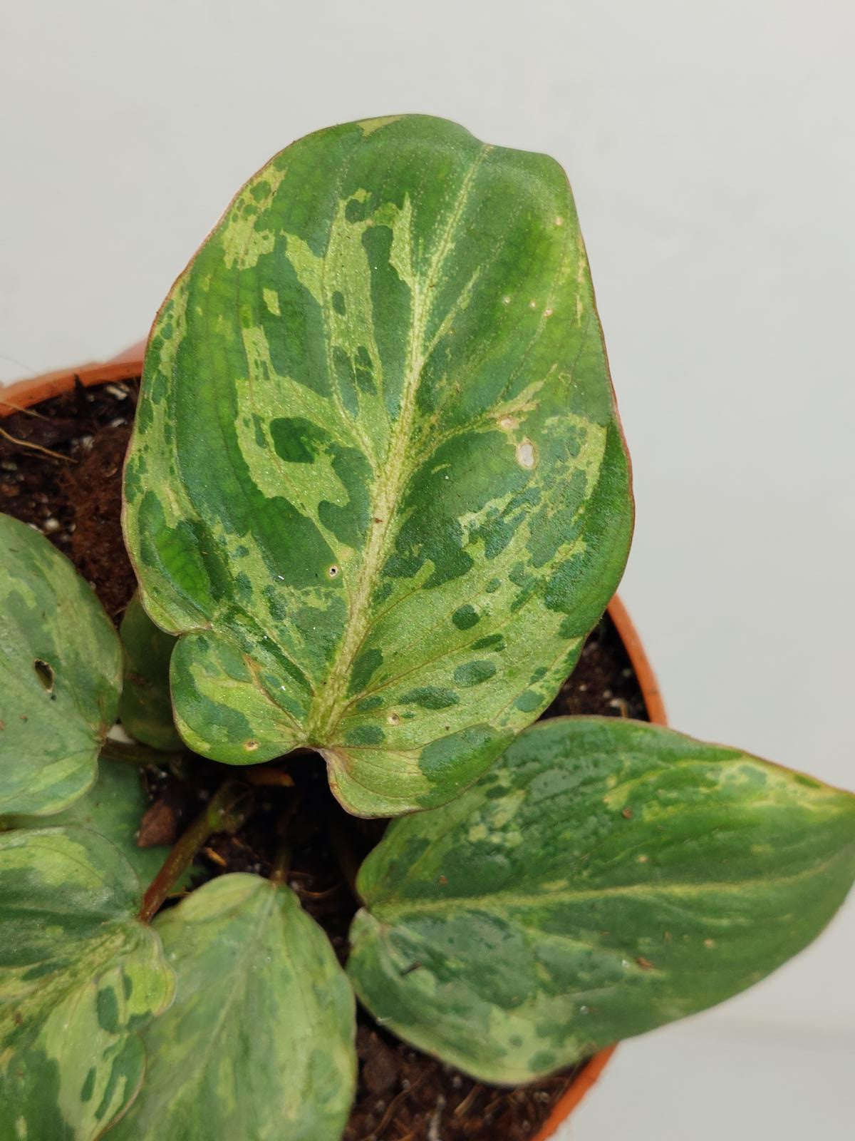 Philodendron Gloriosum Snow Leopard Variegata