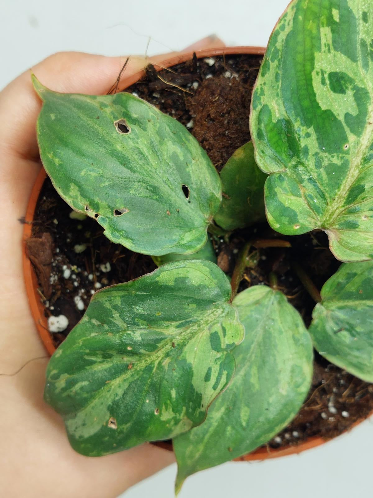 Philodendron Gloriosum Snow Leopard Variegata