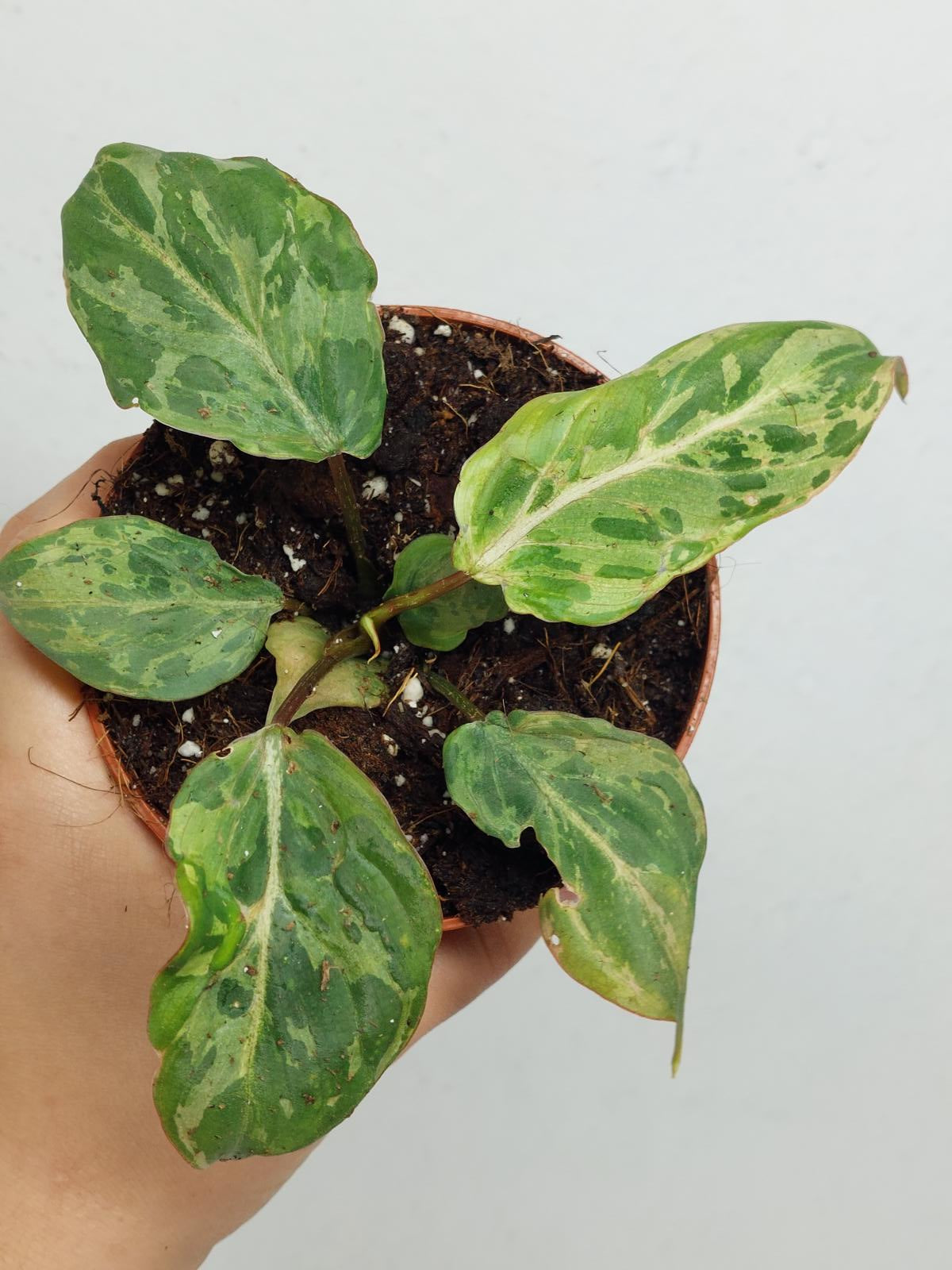 Philodendron Gloriosum Snow Leopard Variegata