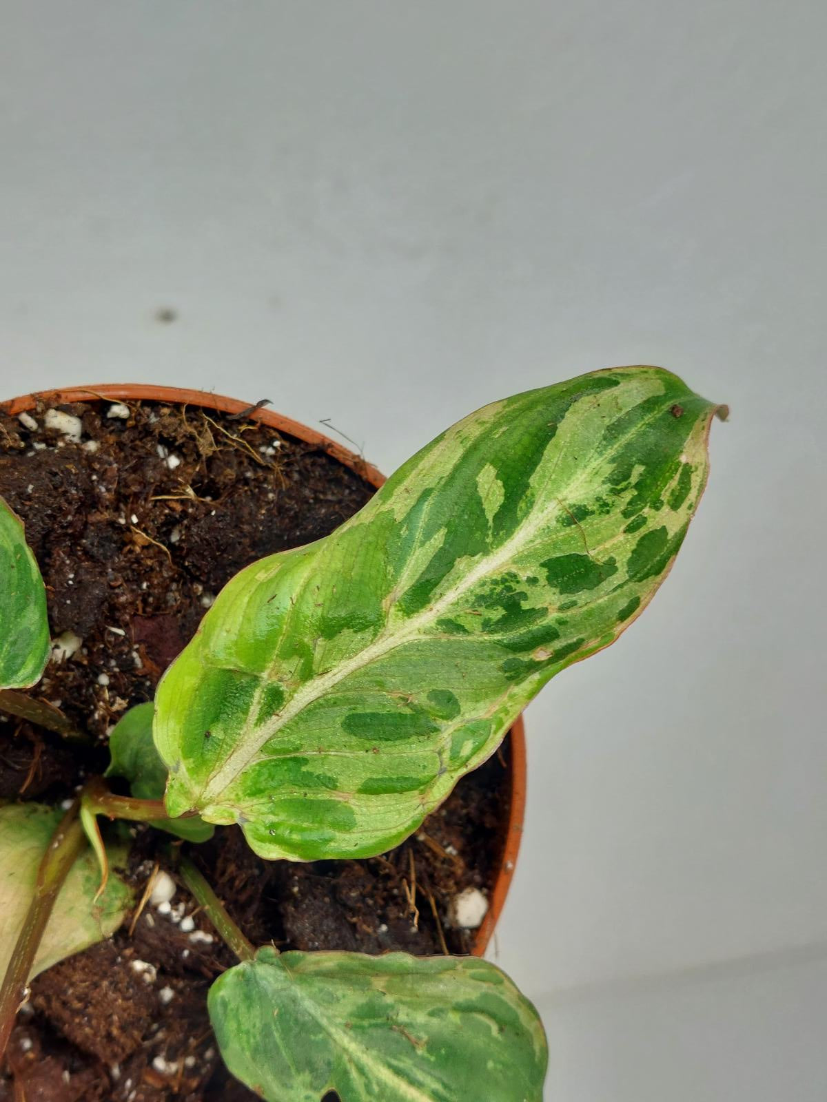Philodendron Gloriosum Snow Leopard Variegata