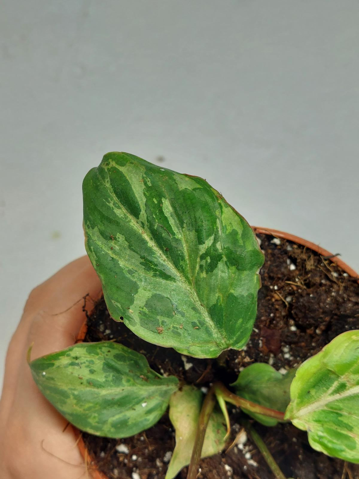 Philodendron Gloriosum Snow Leopard Variegata