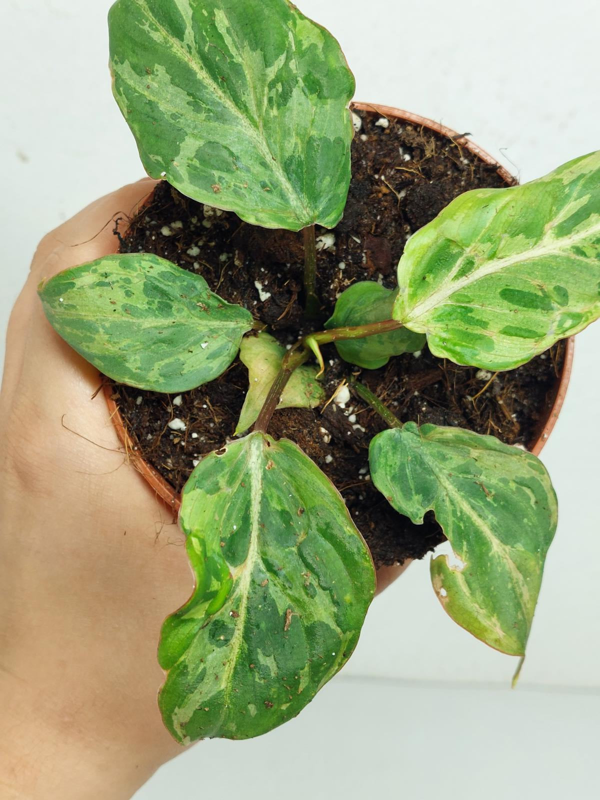Philodendron Gloriosum Snow Leopard Variegata