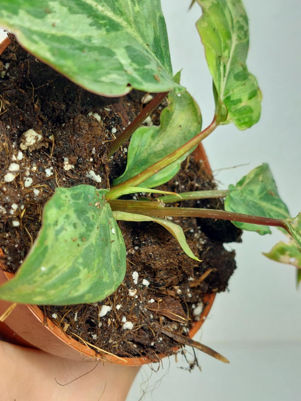 Philodendron Gloriosum Snow Leopard Variegata