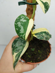 Scindapsus Mayari Variegata