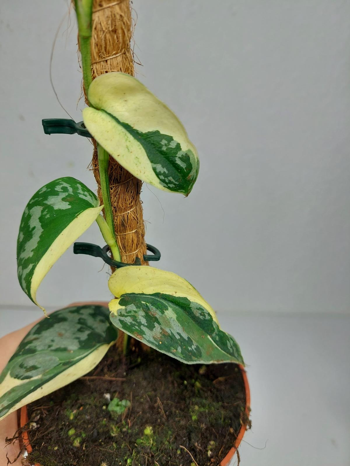 Scindapsus Mayari Variegata
