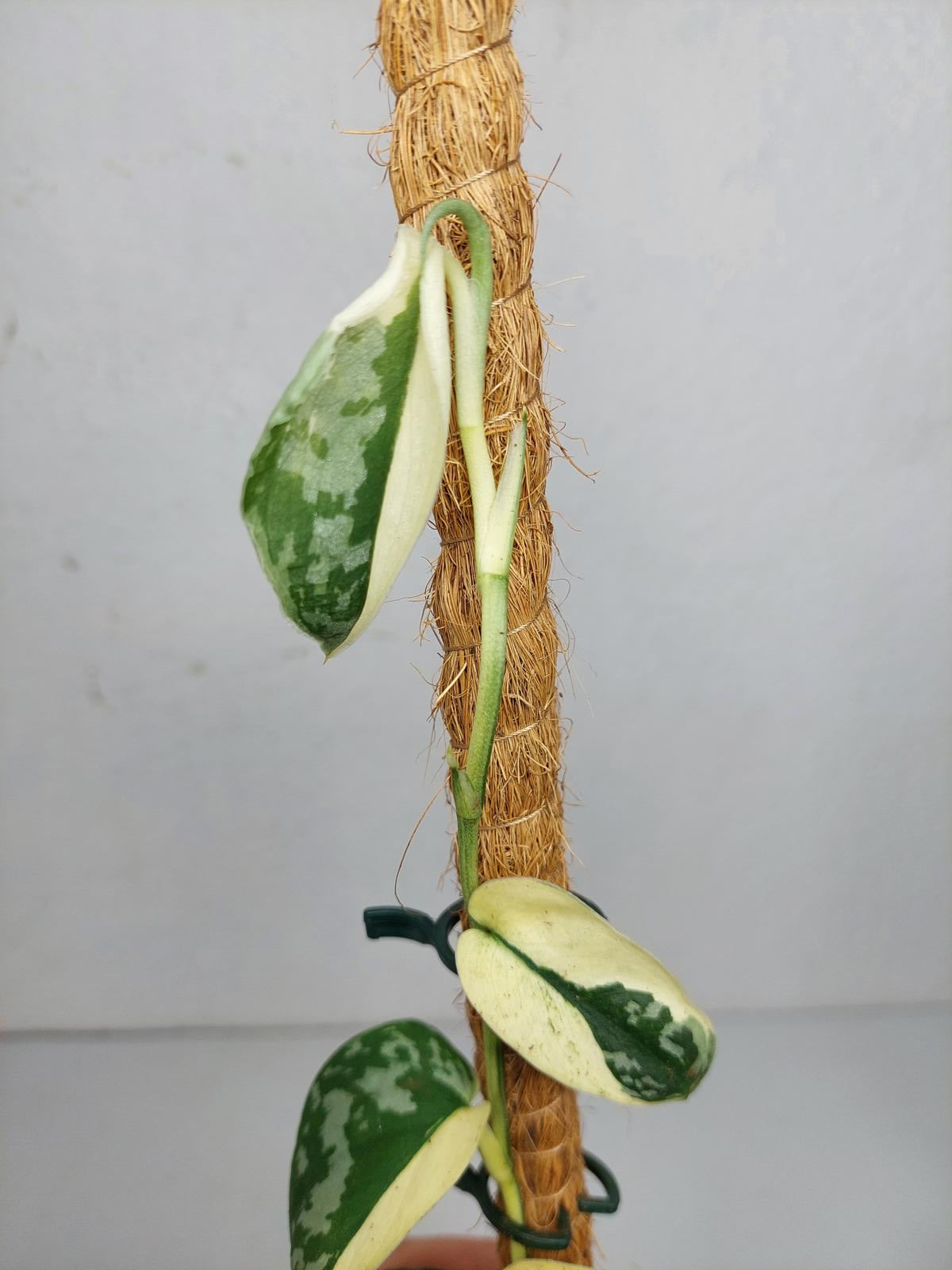 Scindapsus Mayari Variegata