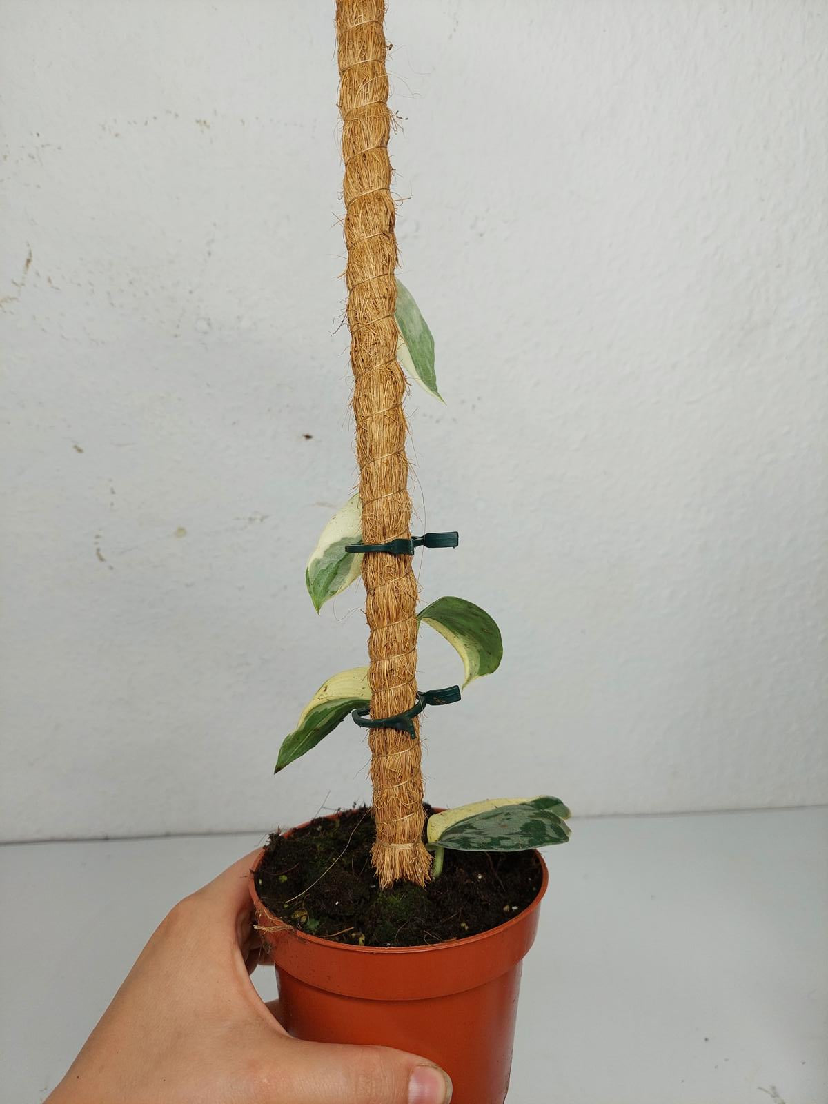 Scindapsus Mayari Variegata