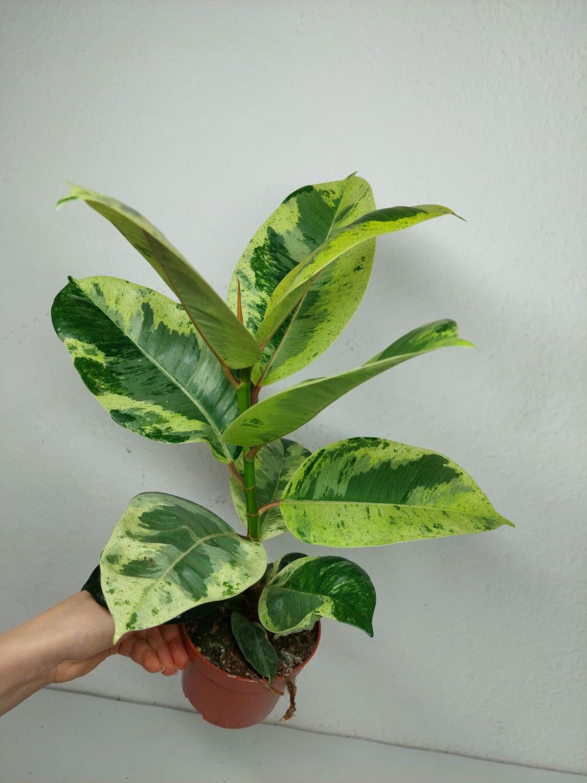 Ficus Shiveriana Moonshine