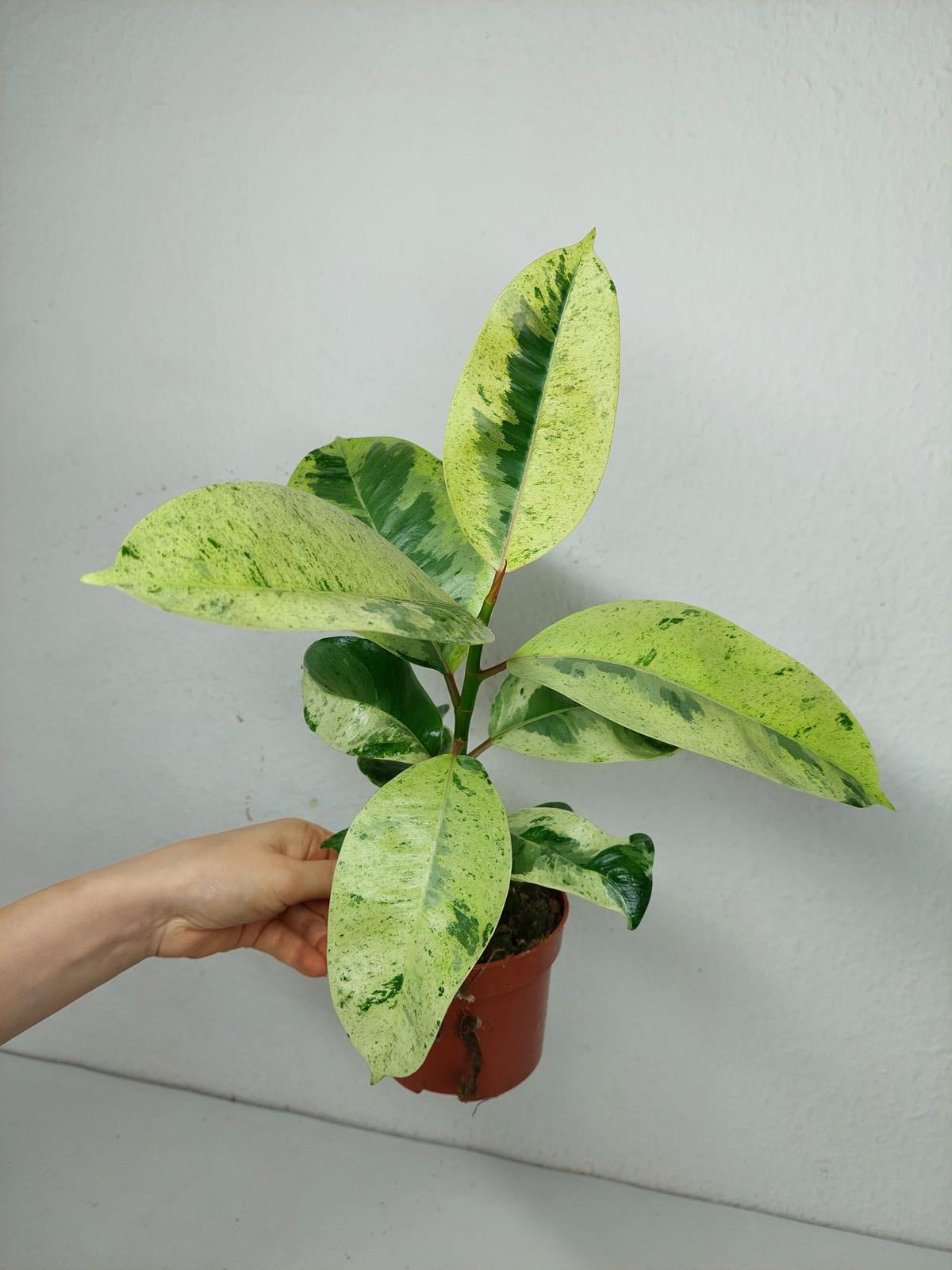 Ficus Shiveriana Moonshine