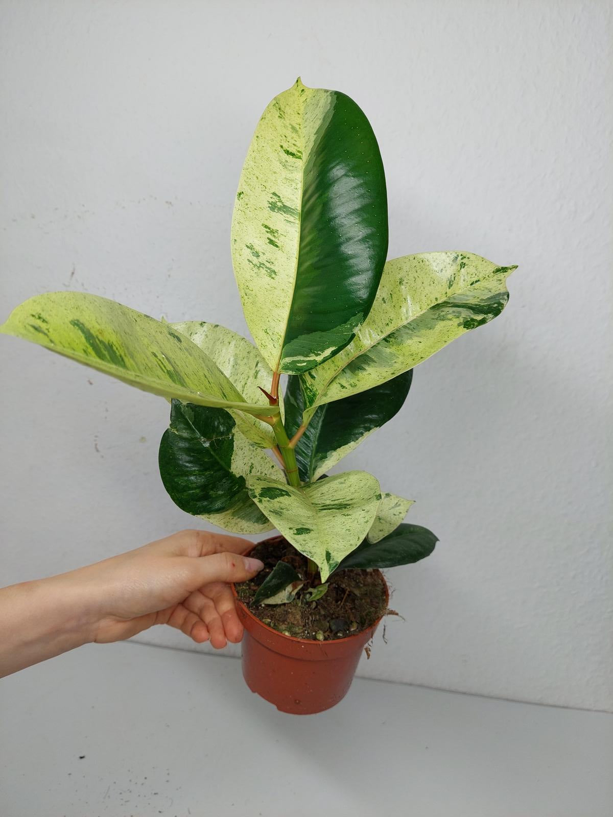 Ficus Shiveriana Moonshine