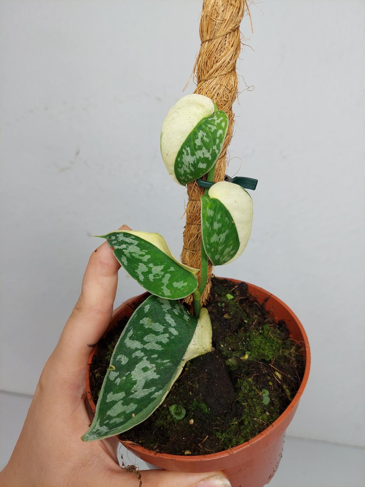 Scindapsus Mayari Variegata