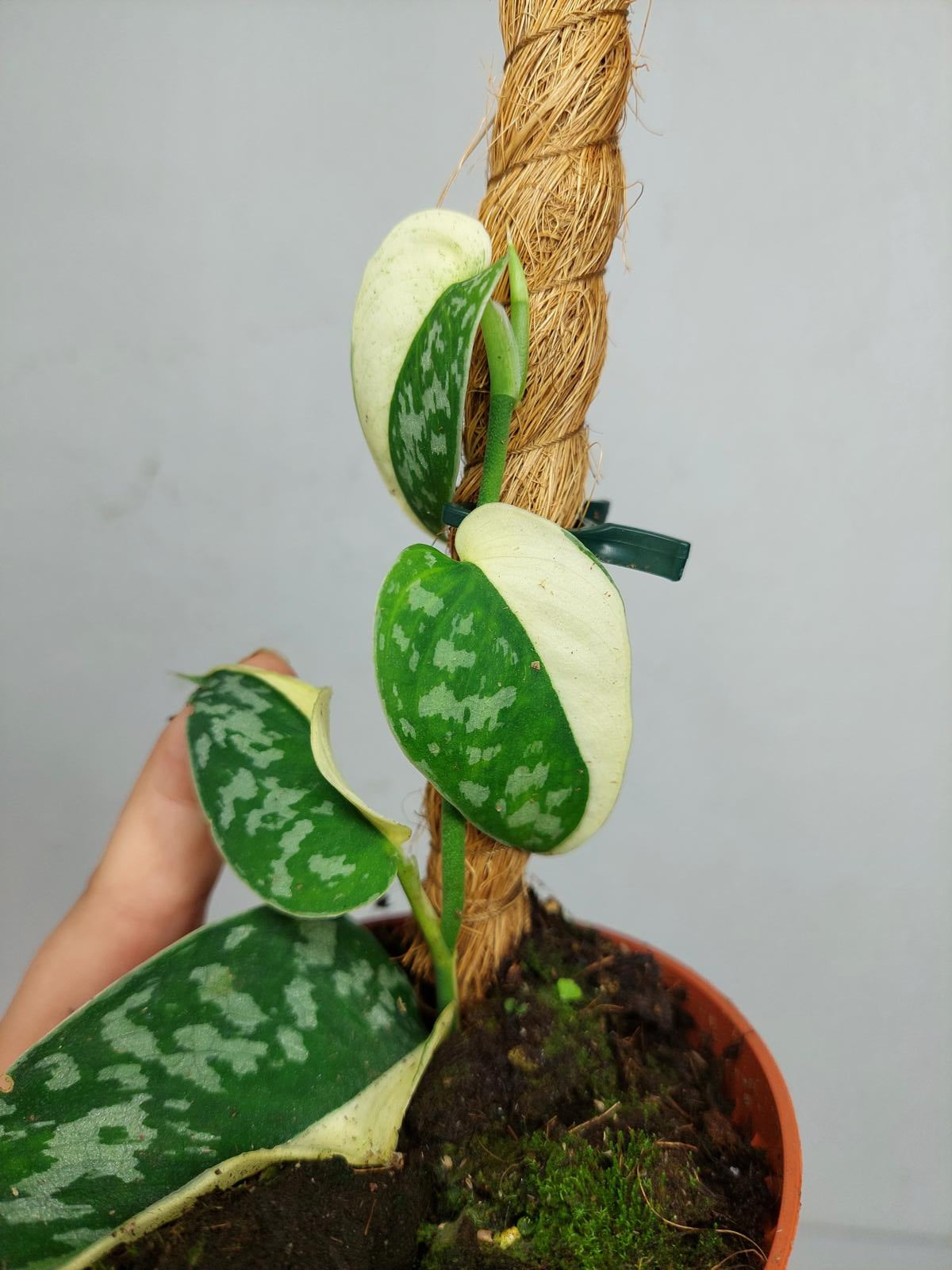 Scindapsus Mayari Variegata