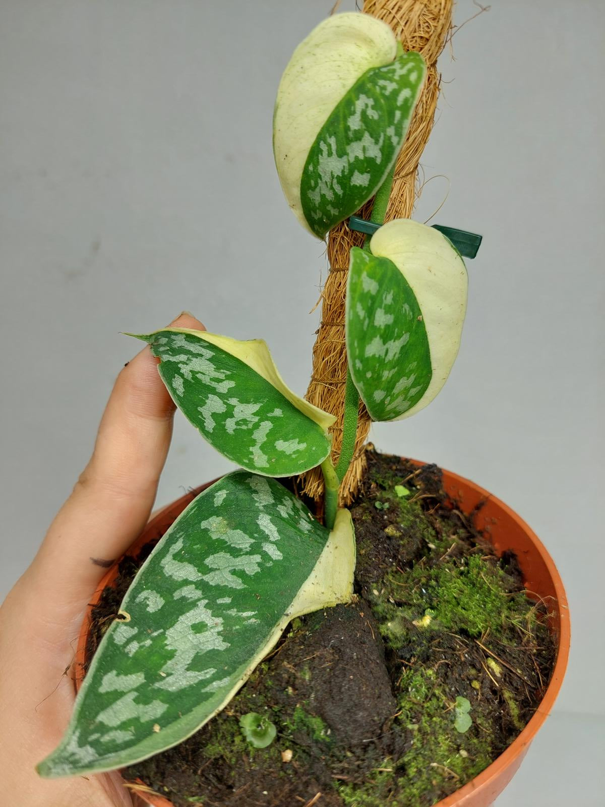 Scindapsus Mayari Variegata