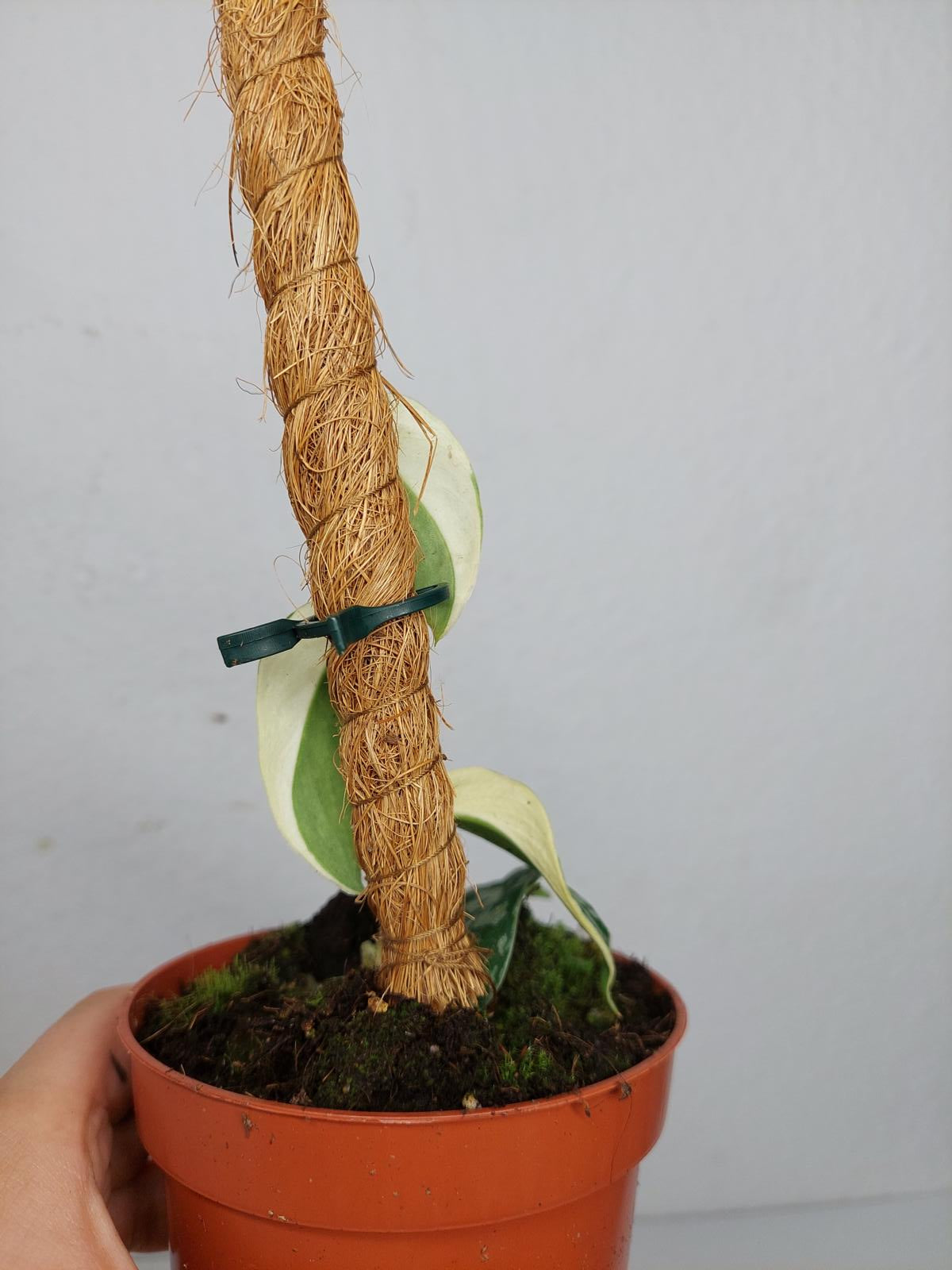 Scindapsus Mayari Variegata