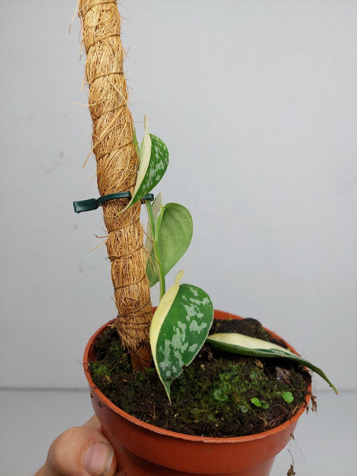 Scindapsus Mayari Variegata