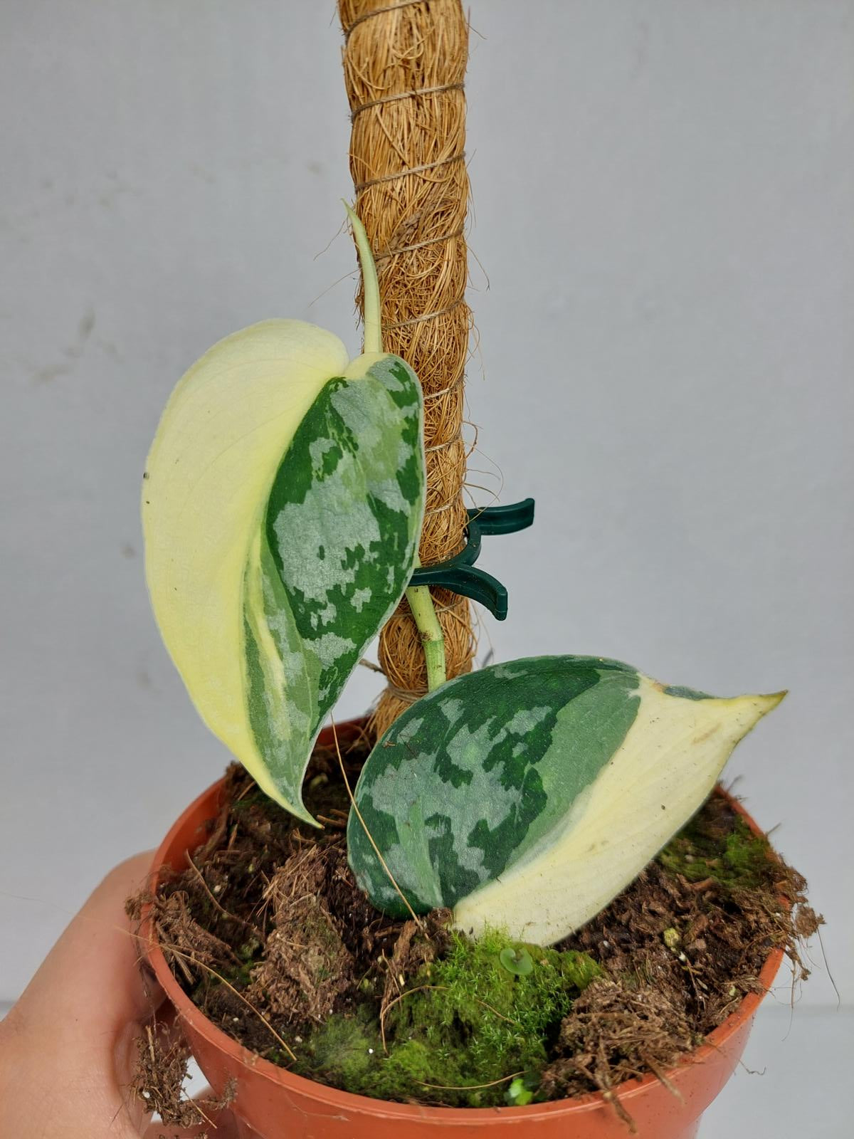 Scindapsus Mayari Variegata