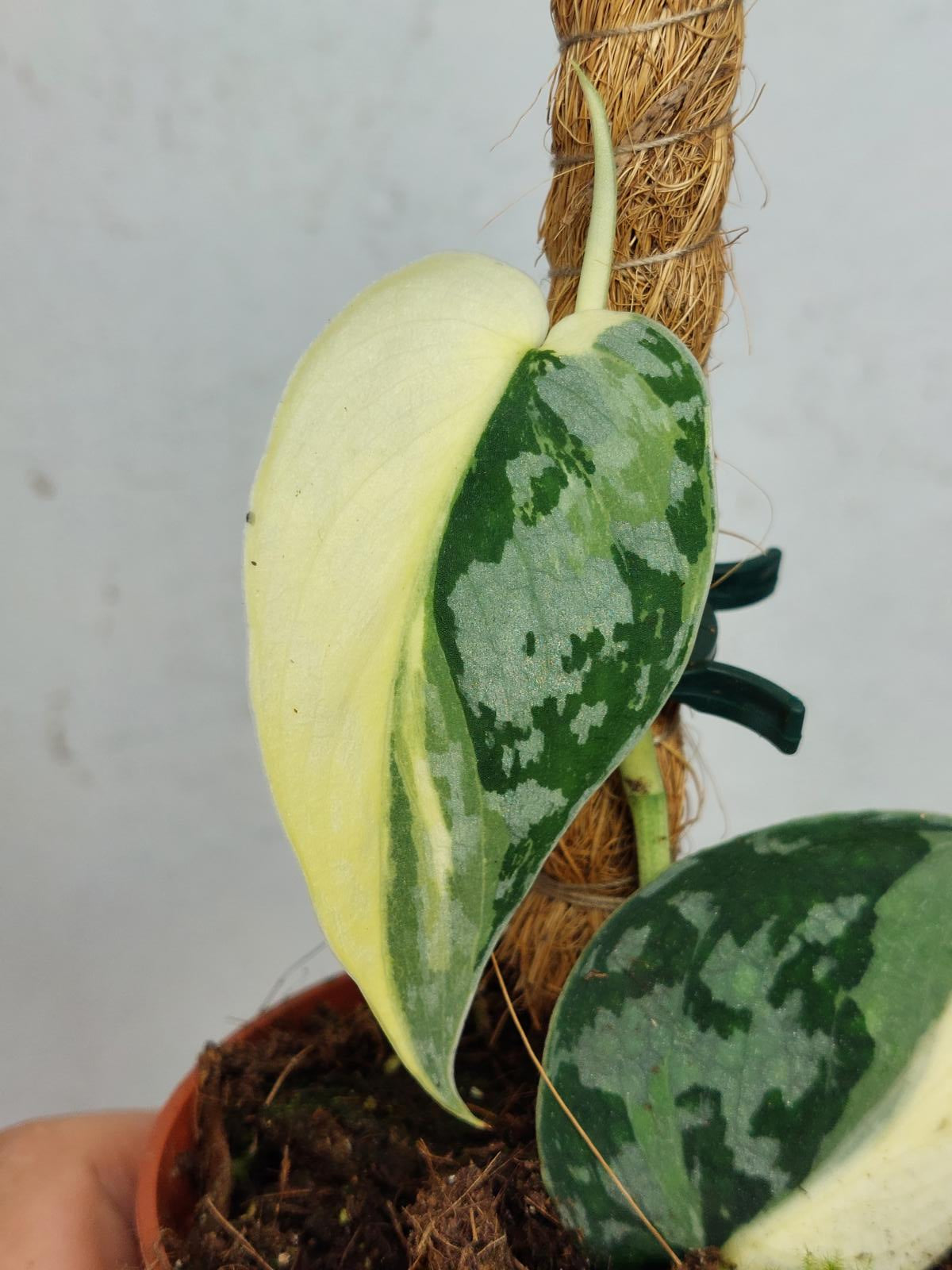 Scindapsus Mayari Variegata