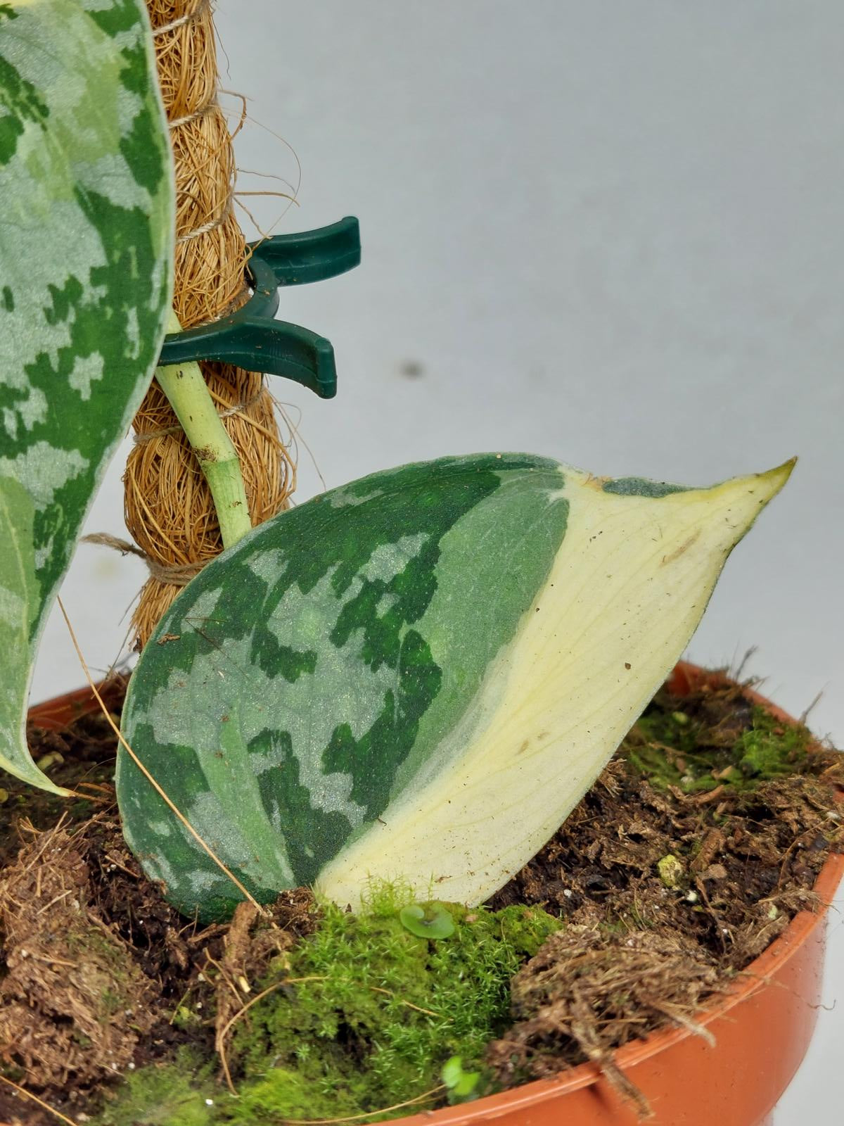 Scindapsus Mayari Variegata