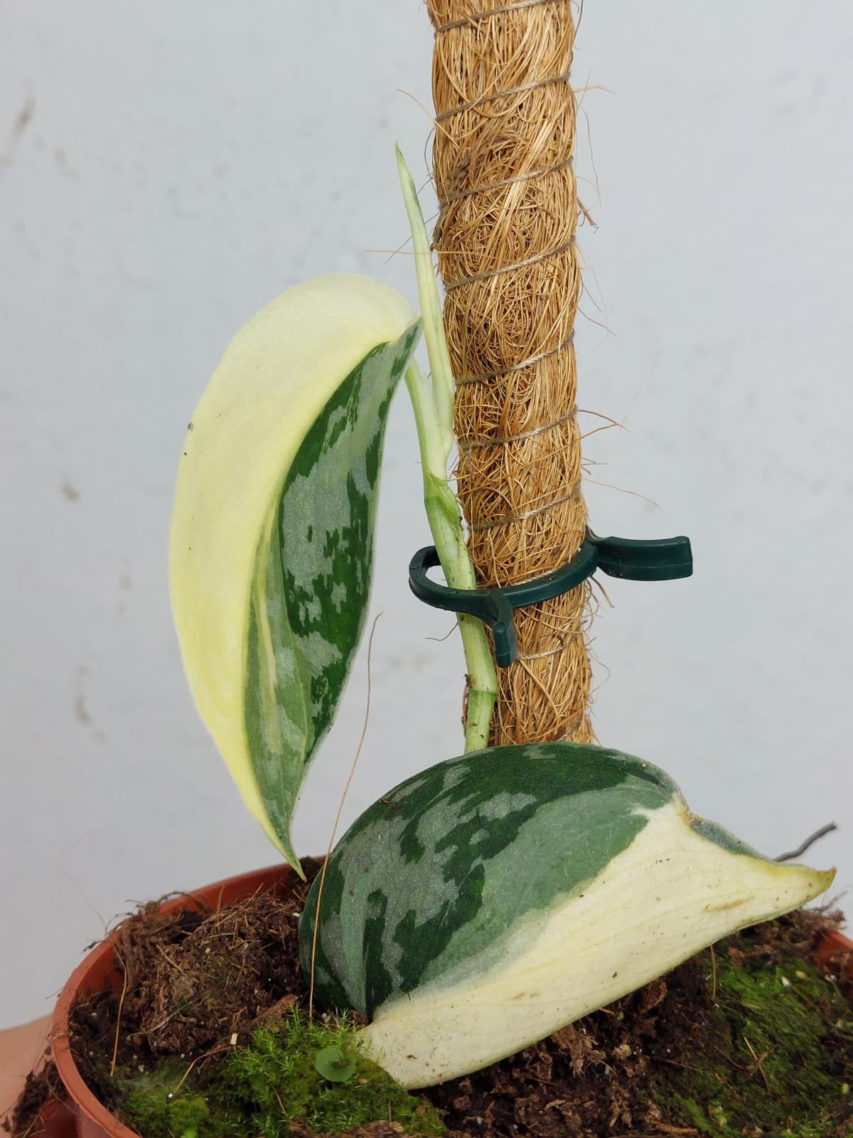 Scindapsus Mayari Variegata