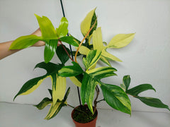 Philodendron Florida Beauty (zum aussuchen)