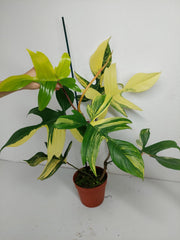 Philodendron Florida Beauty (zum aussuchen)
