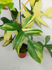 Philodendron Florida Beauty (zum aussuchen)