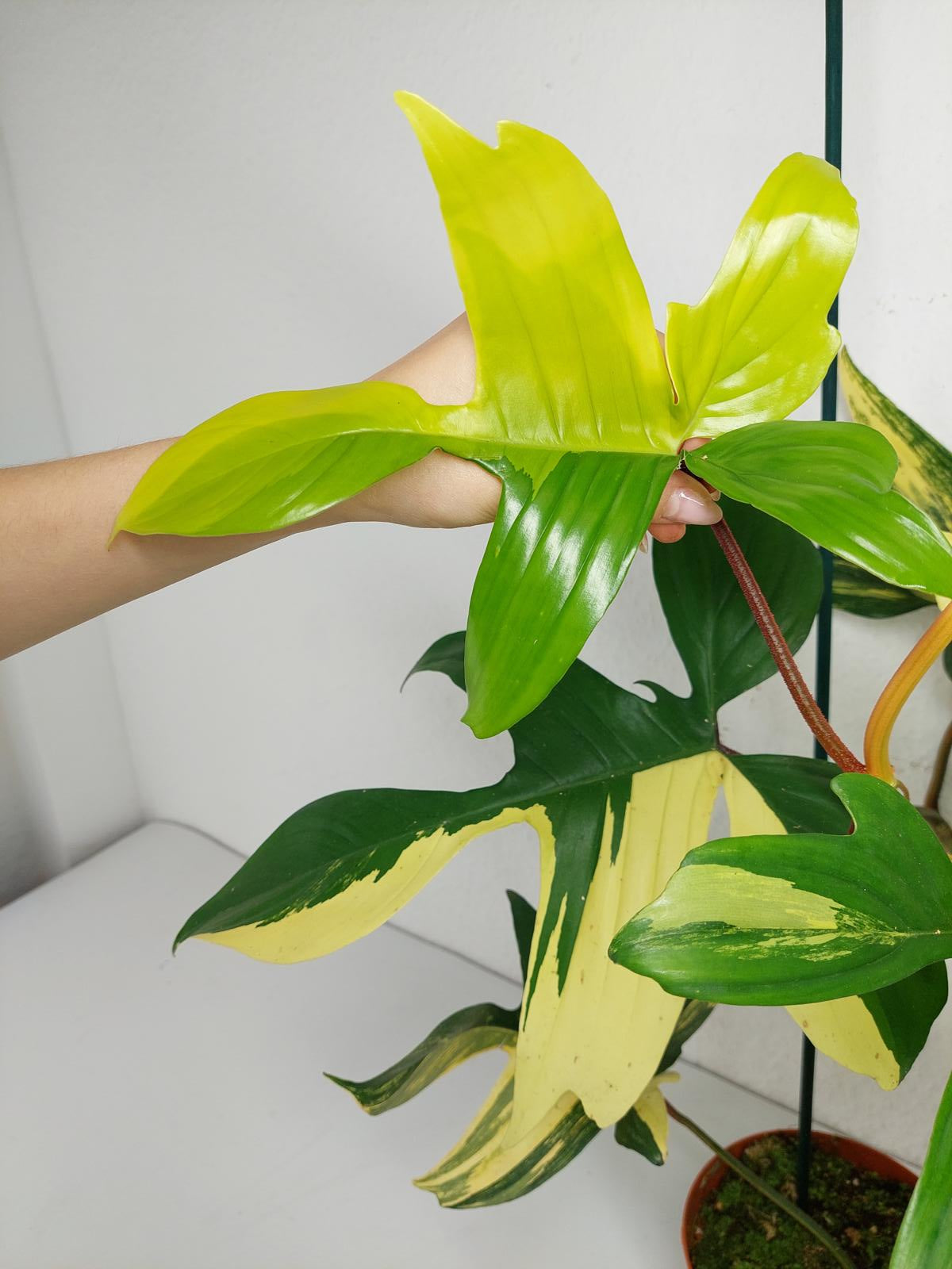 Philodendron Florida Beauty (zum aussuchen)