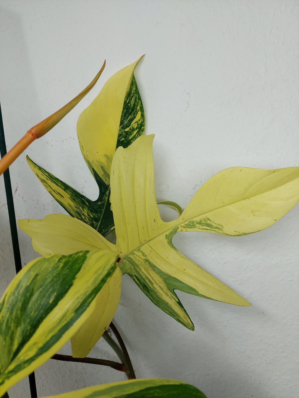 Philodendron Florida Beauty (zum aussuchen)