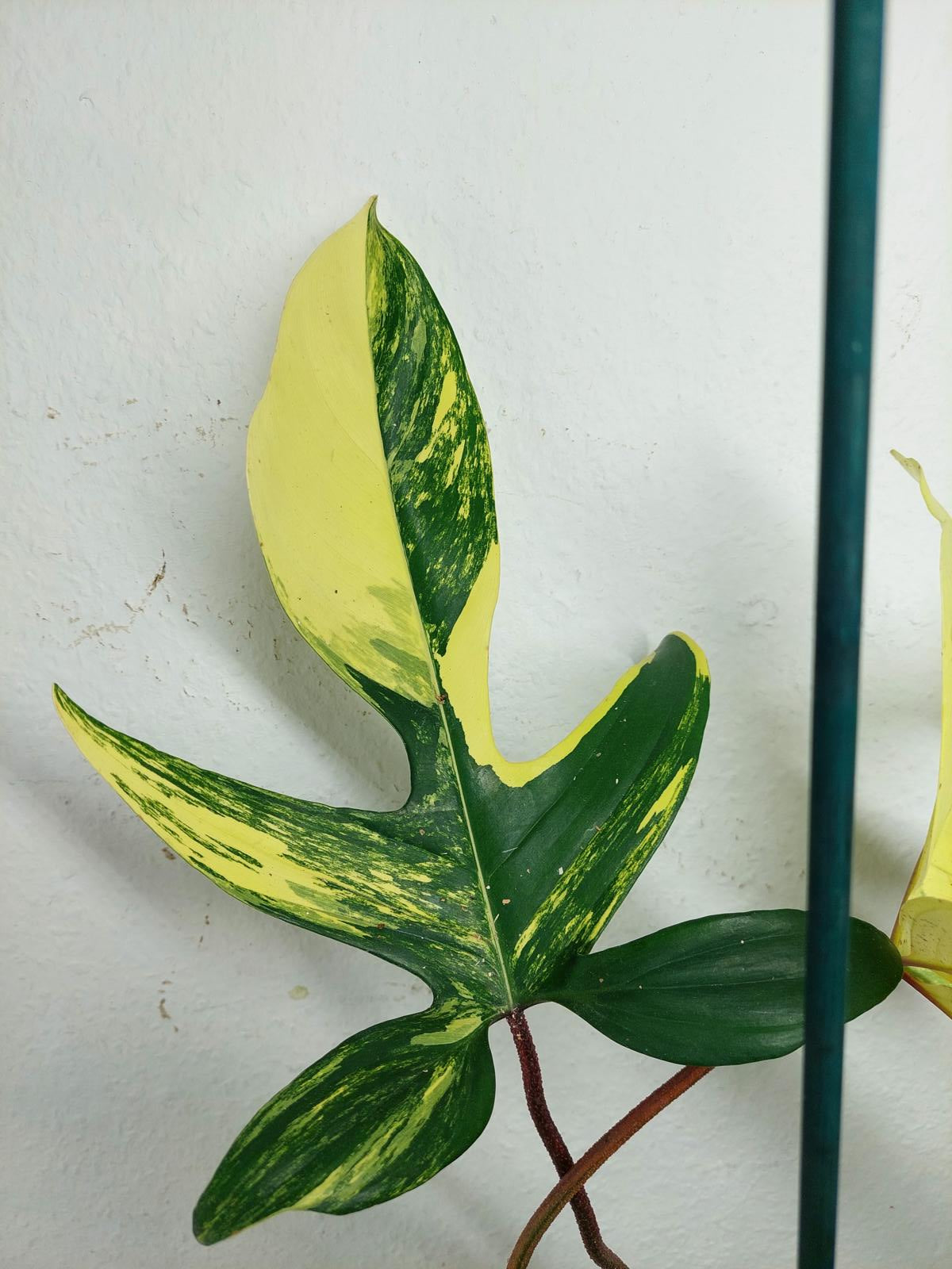 Philodendron Florida Beauty (zum aussuchen)