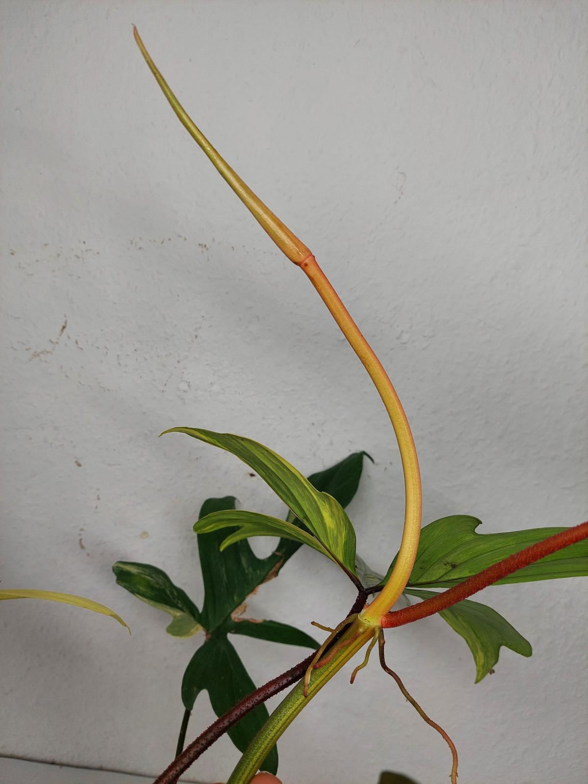 Philodendron Florida Beauty (zum aussuchen)