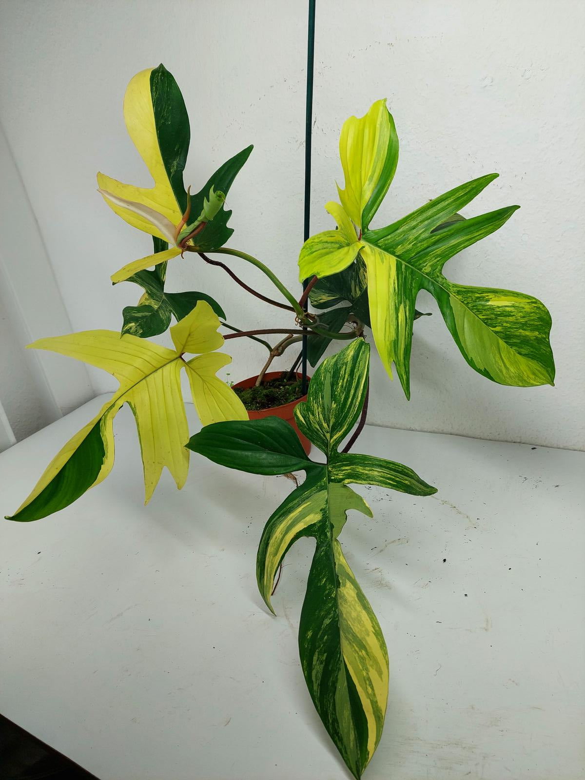 Philodendron Florida Beauty (zum aussuchen)