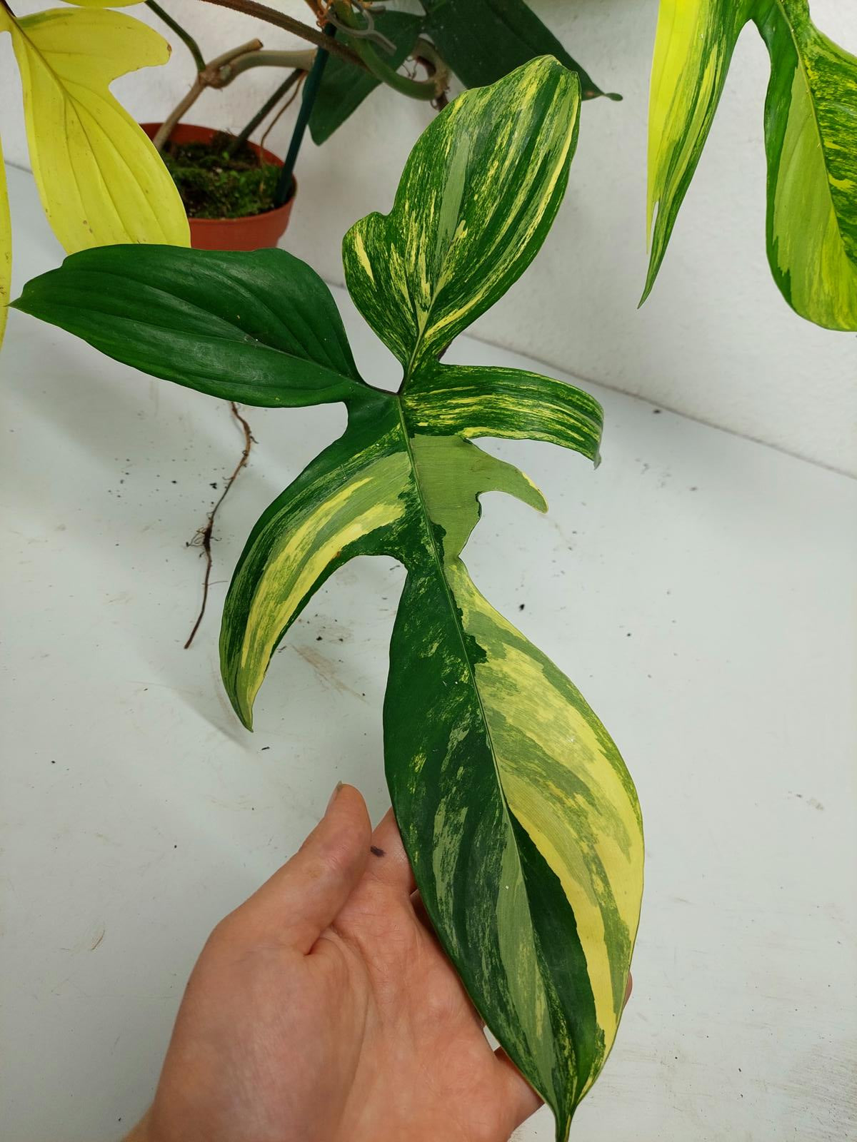 Philodendron Florida Beauty (zum aussuchen)