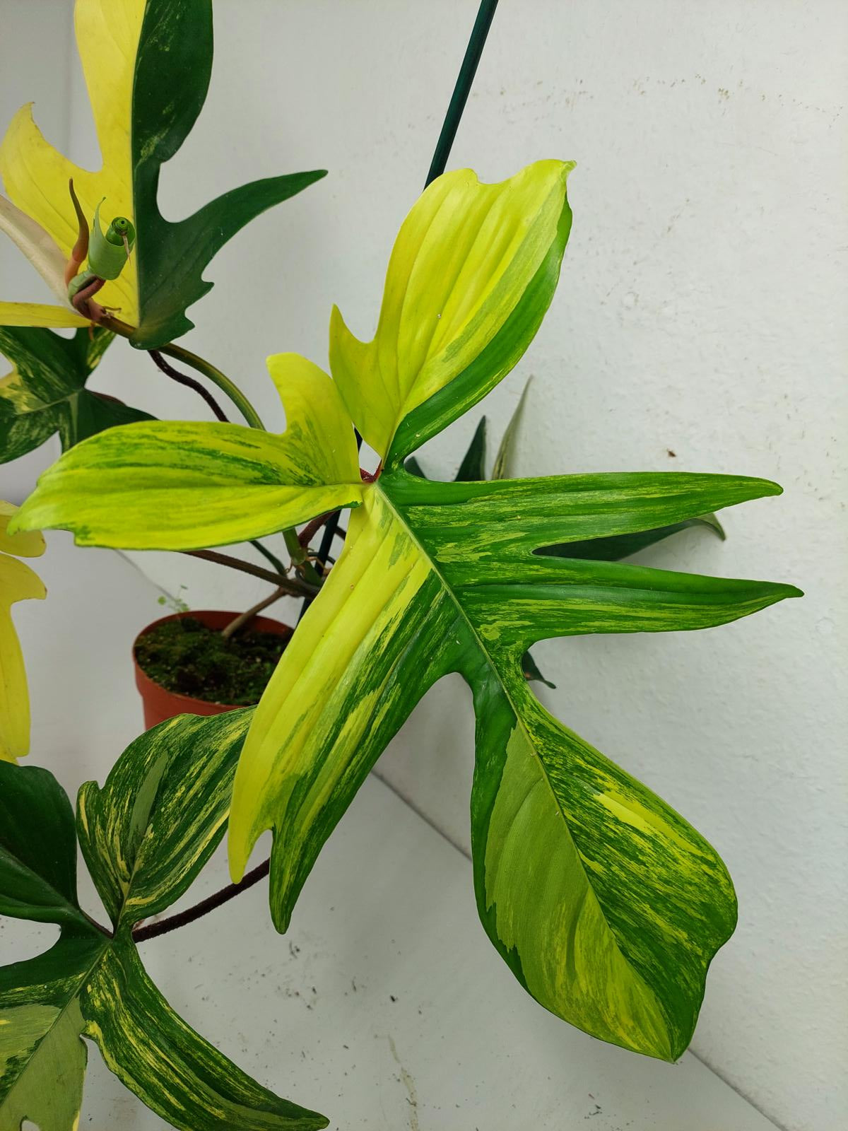 Philodendron Florida Beauty (zum aussuchen)
