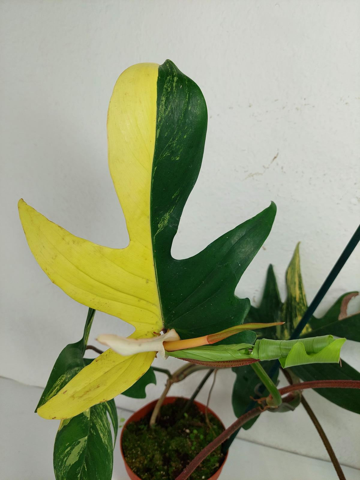 Philodendron Florida Beauty (zum aussuchen)