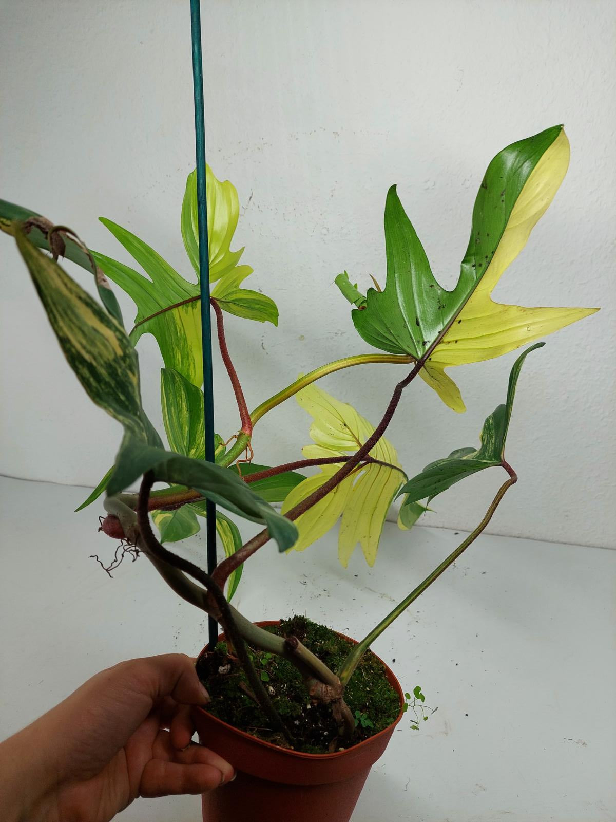 Philodendron Florida Beauty (zum aussuchen)