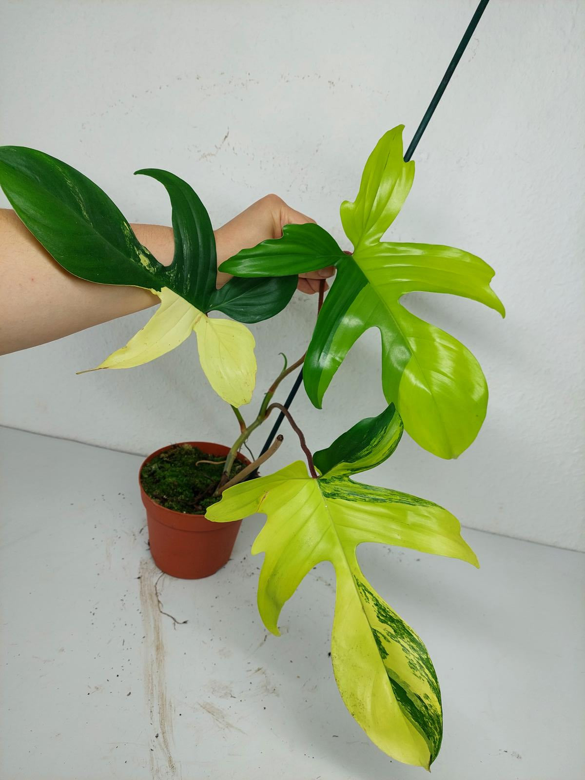 Philodendron Florida Beauty (zum aussuchen)